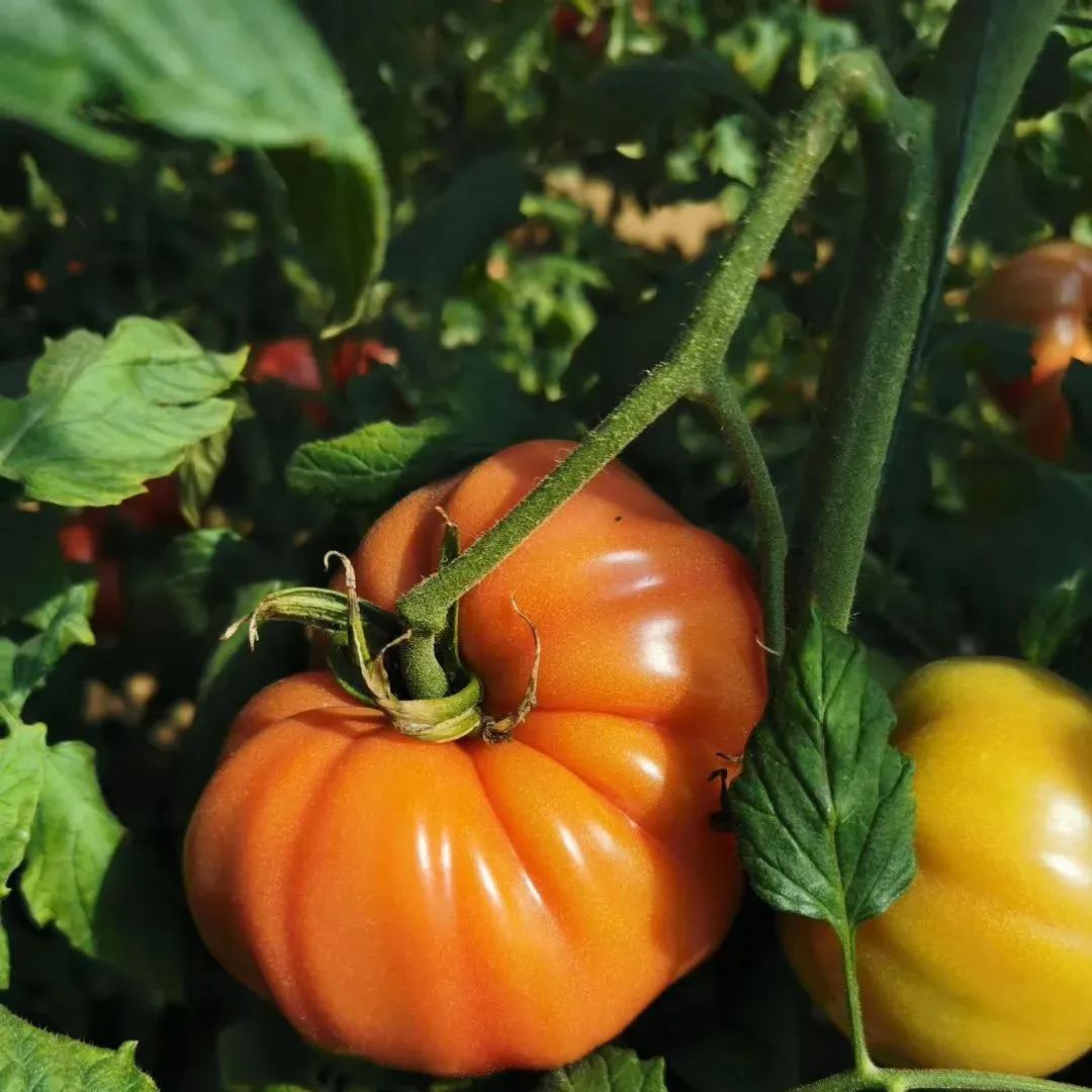 🎊Vegetable Steak🥩-Giant Beef Tomato Seeds🍅-Plantjoyfarm-Garden Seeds,Vegetable Seeds