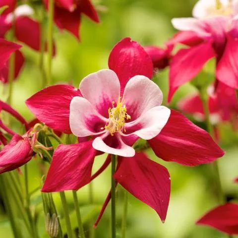 ✨Columbine Seeds – Elegant Blooms for Your Garden