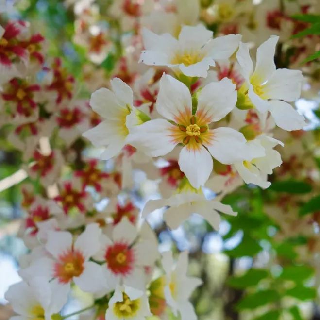Xanthoceras Sorbifolia Flower🌺Flowers Bloom And Good Luck Comes-Plantjoyfarm-