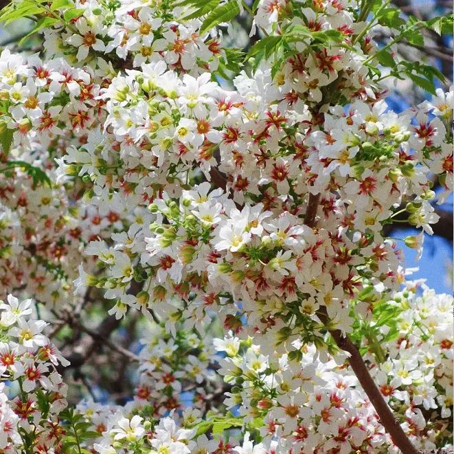 Xanthoceras Sorbifolia Flower🌺Flowers Bloom And Good Luck Comes-Plantjoyfarm-