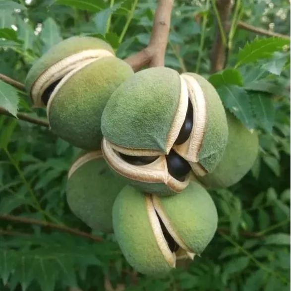 Xanthoceras Sorbifolia Flower🌺Flowers Bloom And Good Luck Comes-Plantjoyfarm-