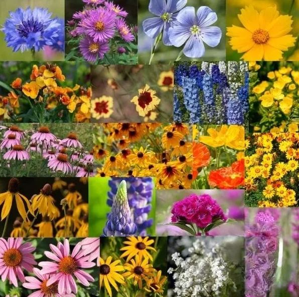 ✨Midwest Wildflower Seed Mix —— Low maintenance👨‍🌾-Plantjoyfarm-Flower Seeds,Garden Seeds,best selling