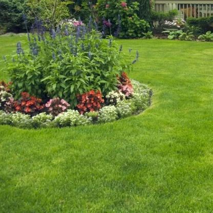 🌱 Four Seasons Evergreen Dwarf Grass Seed | Create Your Perfect Lawn, Starting Here!-Plantjoyfarm-