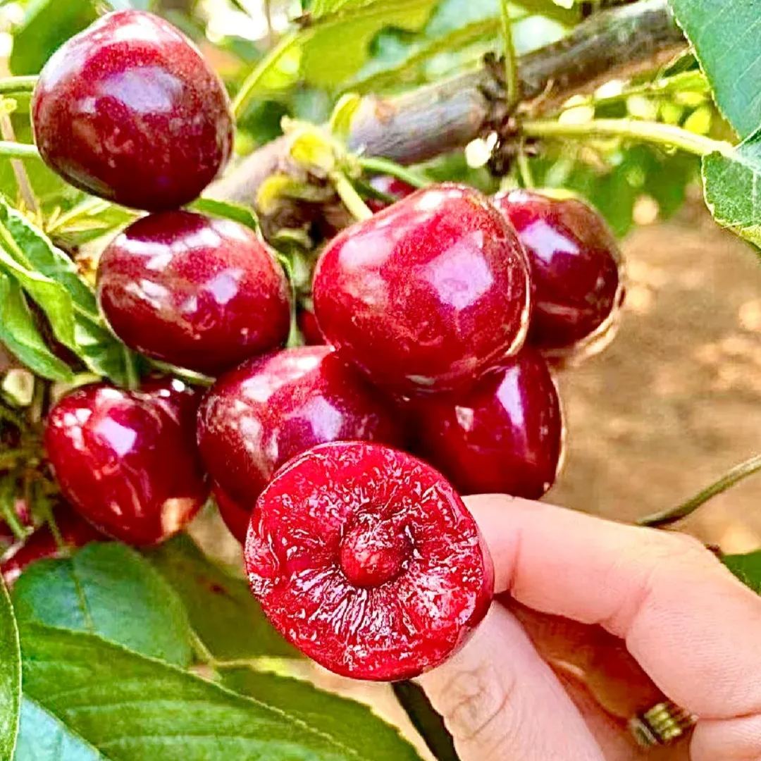 🍒Cherry Fruit Seeds – Taste the Sweetness of Homegrown Fruits 🌞(🌿99% Germination)