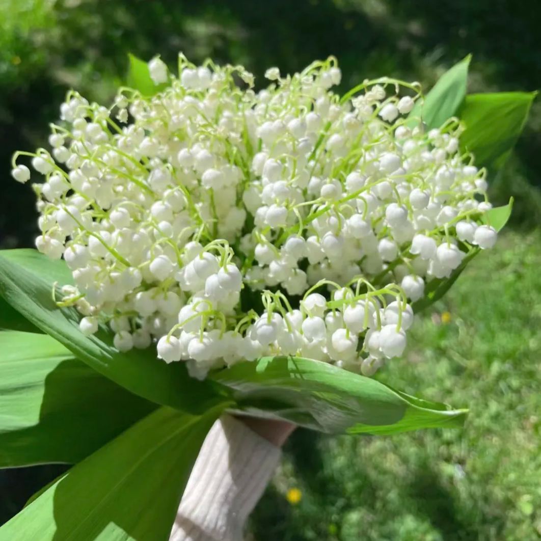 💐Lily of the Valley—Happiness Arrives-Plantjoyfarm-Garden Seeds,Flowers Seeds,best selling