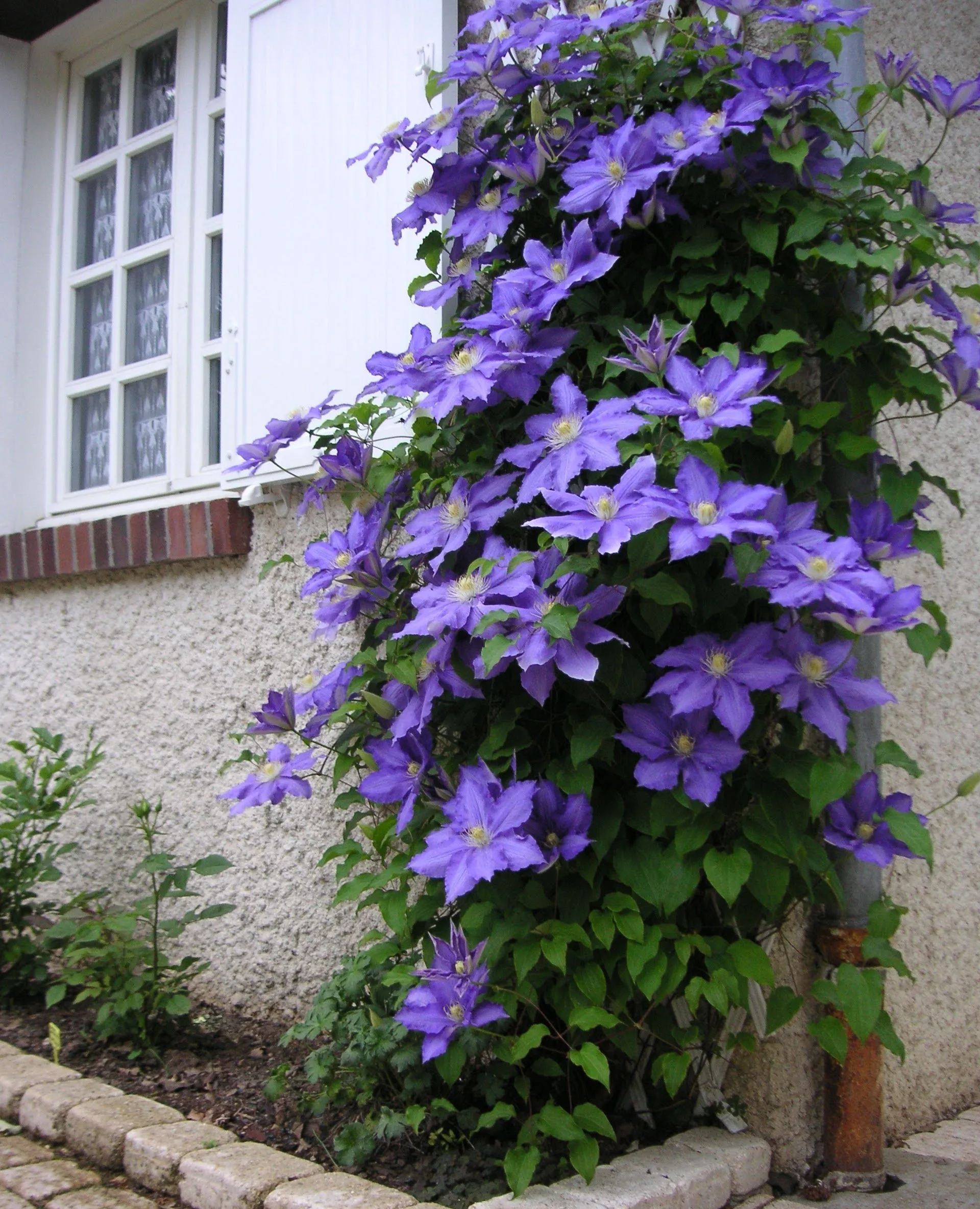 🌷Clematis - Garden’s All-Season Blooming Wonder-Plantjoyfarm-