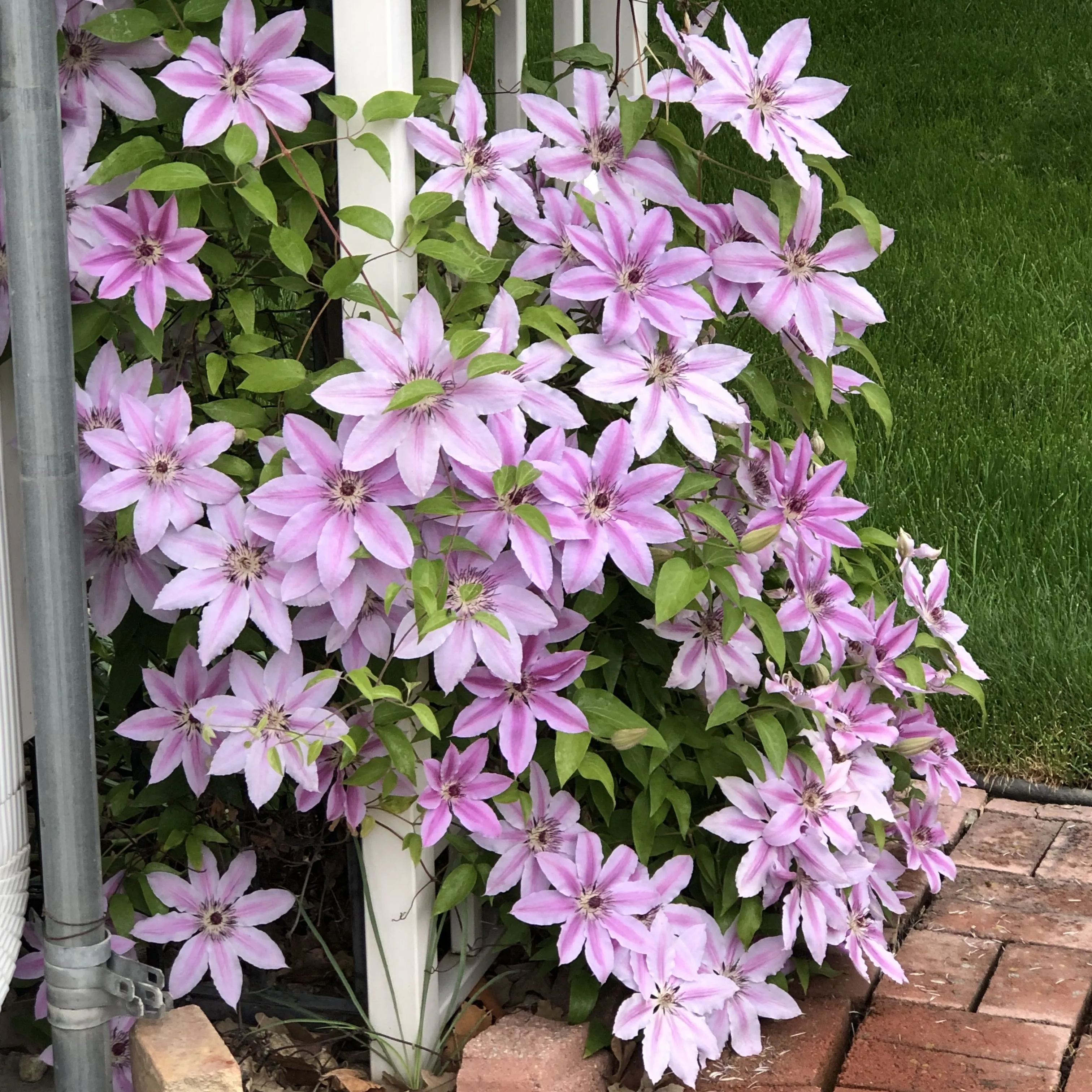 🌷Clematis - Garden’s All-Season Blooming Wonder-Plantjoyfarm-