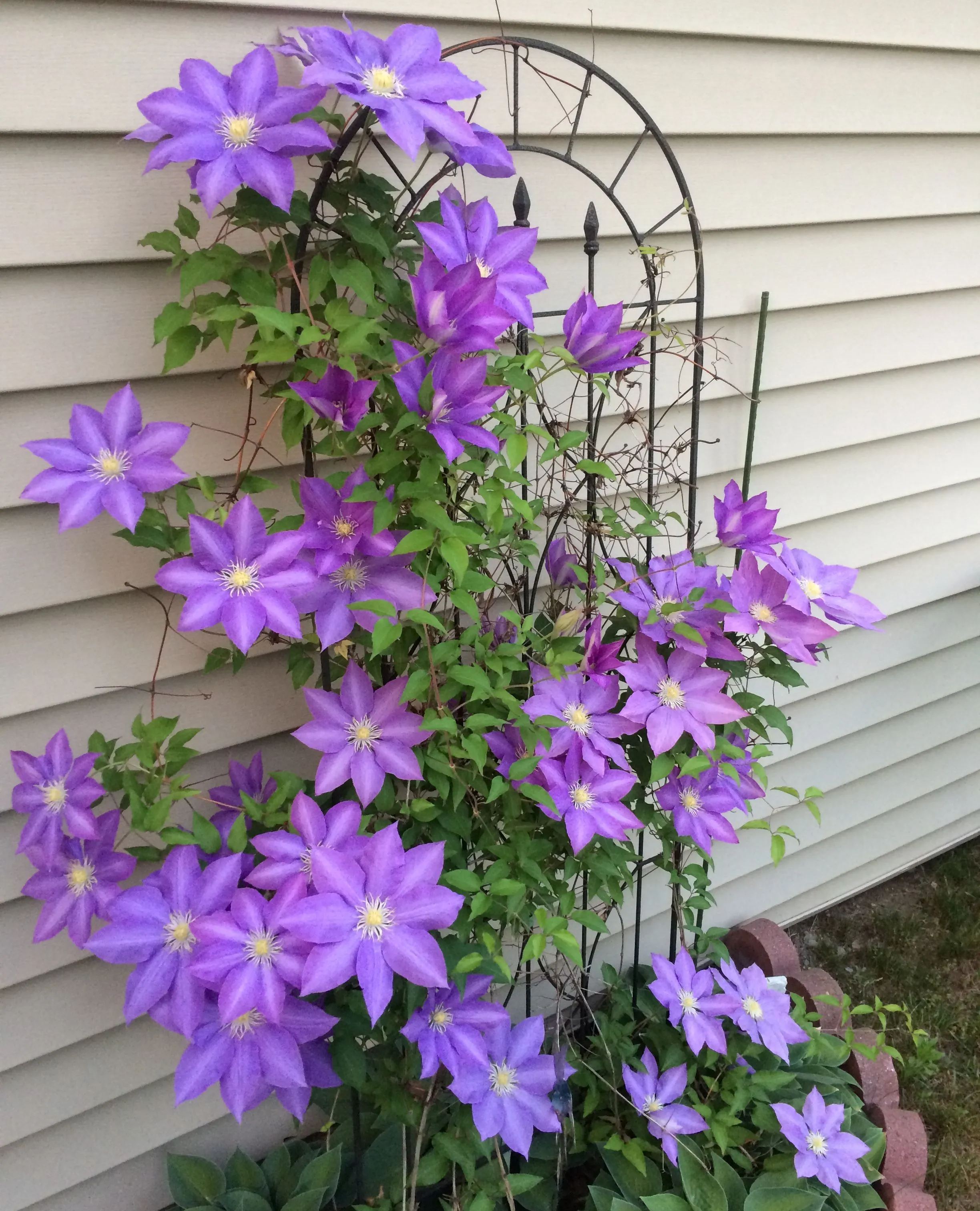 🌷Clematis - Garden’s All-Season Blooming Wonder-Plantjoyfarm-
