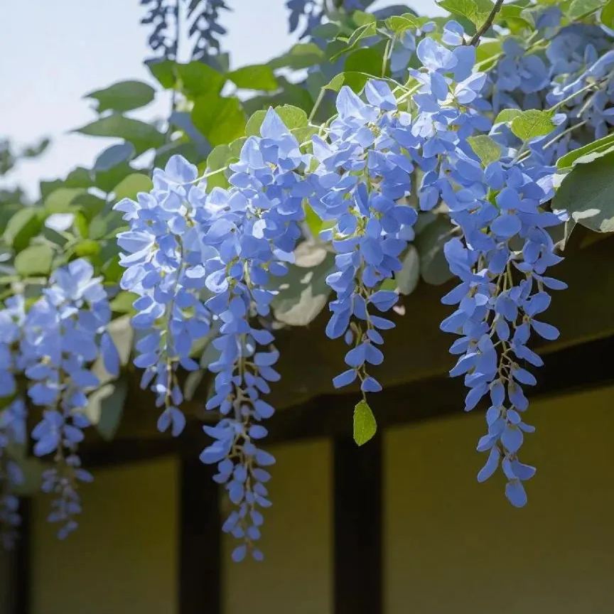 🌸Wisteria - The Garden’s Cascading Beauty All Year Round-Plantjoyfarm-