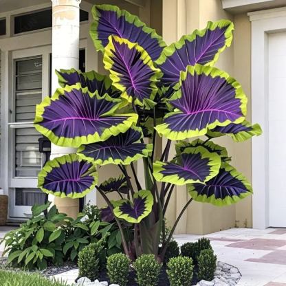 Giant Caladium Bulbs