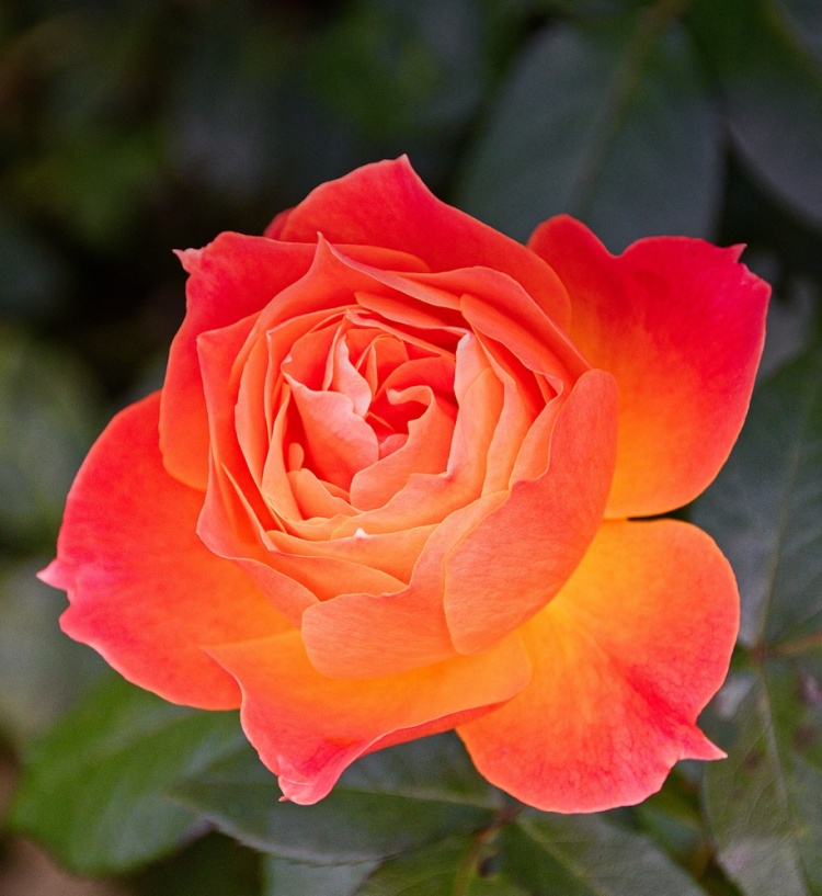  🌹 🌹Colorful Rose Seeds, 100Pcs/Pack-Plantjoyfarm-Flower Seeds