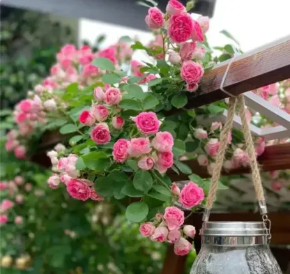 🌹🌹Climbing Rose - Luck Rising-Plantjoyfarm-