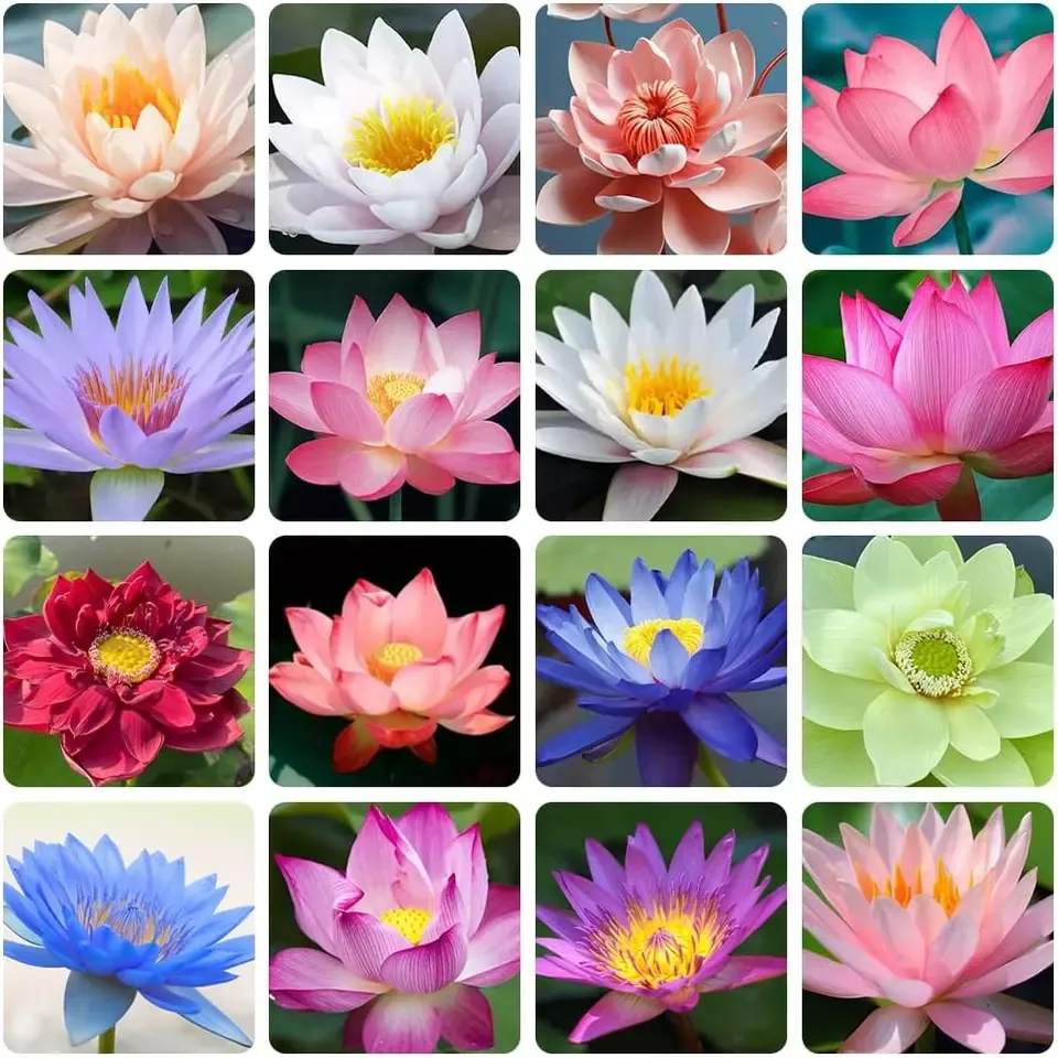 【🌸7 days germination🌸】Last Day Sale - 50% OFF💐The Sacred Bonsai Bowl Lotus Flower-Plantjoyfarm-