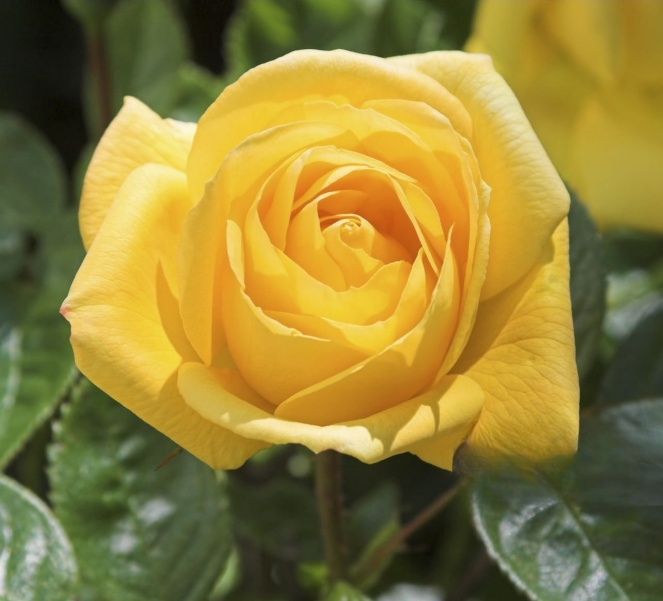  🌹 🌹Colorful Rose Seeds, 100Pcs/Pack-Plantjoyfarm-Flower Seeds