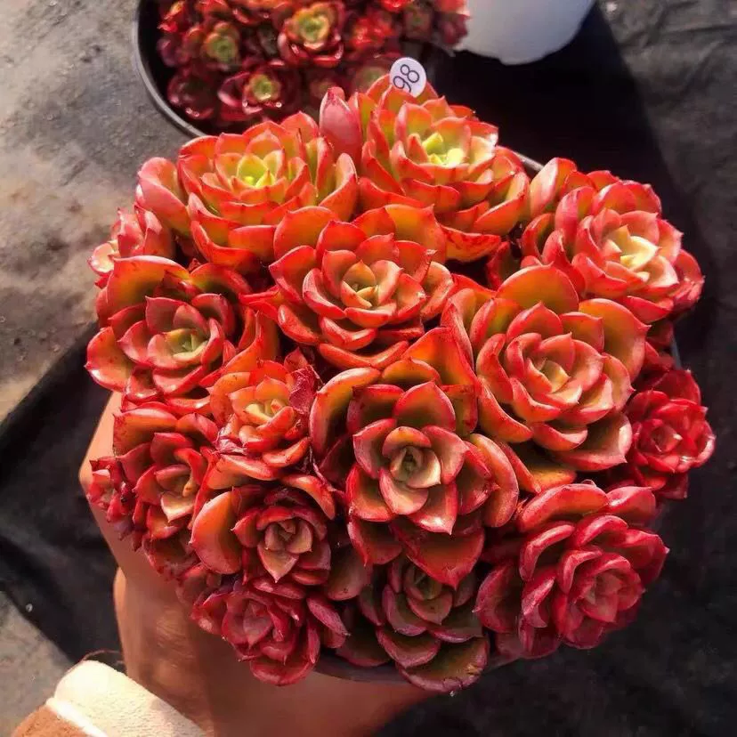 Rainbow Succulent Seeds