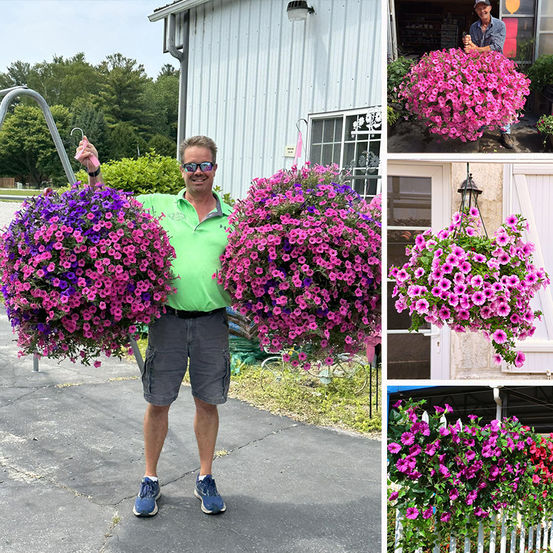 🔥 $9.97 On Sale Today Only 🌺 UV-Resistant Lifelike Artificial Petunias