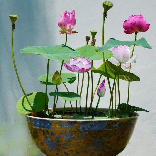 The Sacred Bonsai Lotus Flower