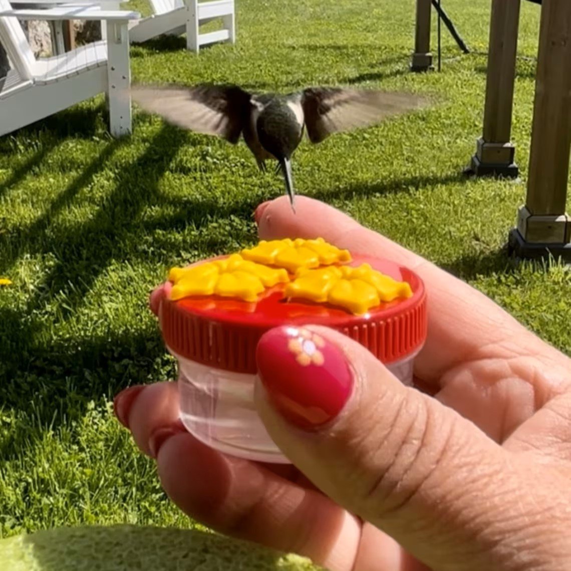 3 Port Mini Hand Held Hummingbird Feeders