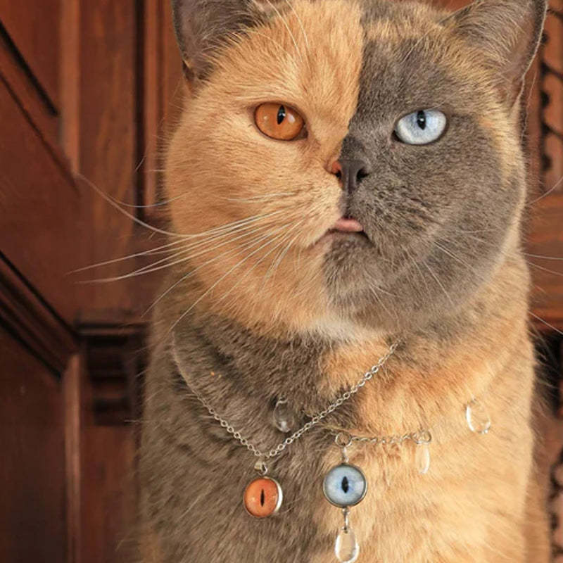 Collier personnalisé pour les yeux de votre animal de compagnie
