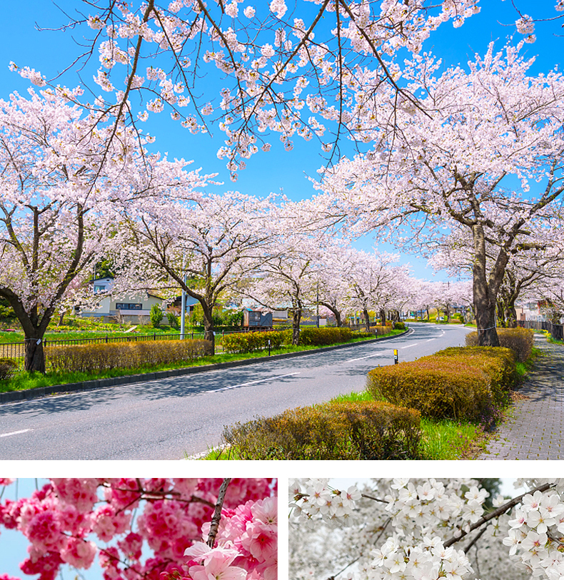 Wyselekcjonowane sadzonki wiśni japońskiej