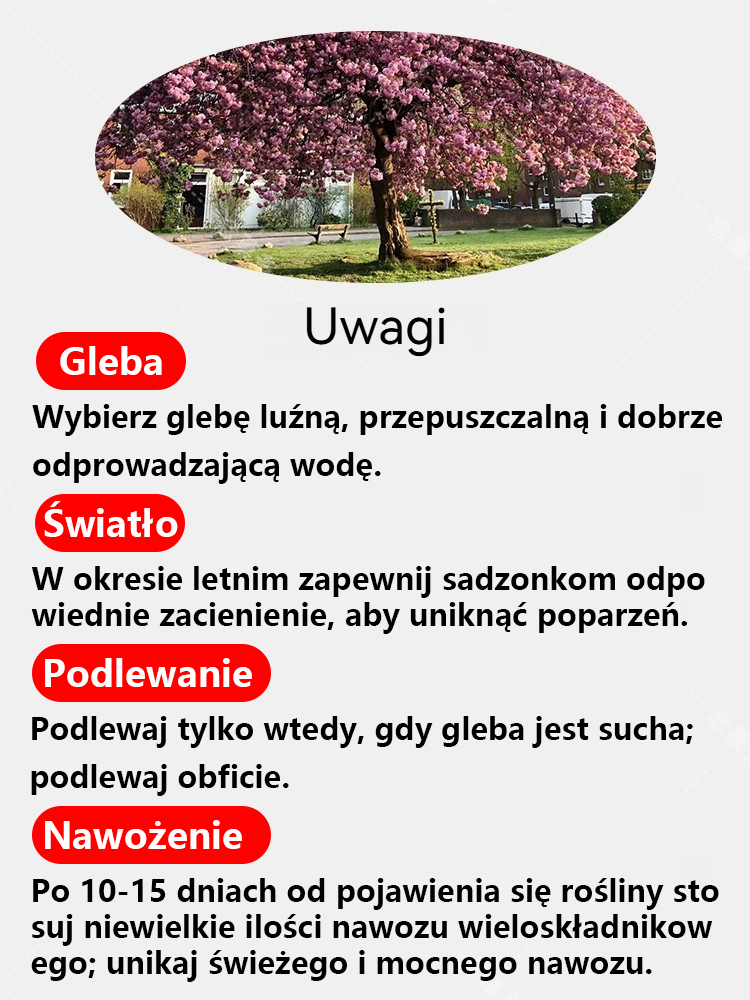 Wyselekcjonowane sadzonki wiśni japońskiej