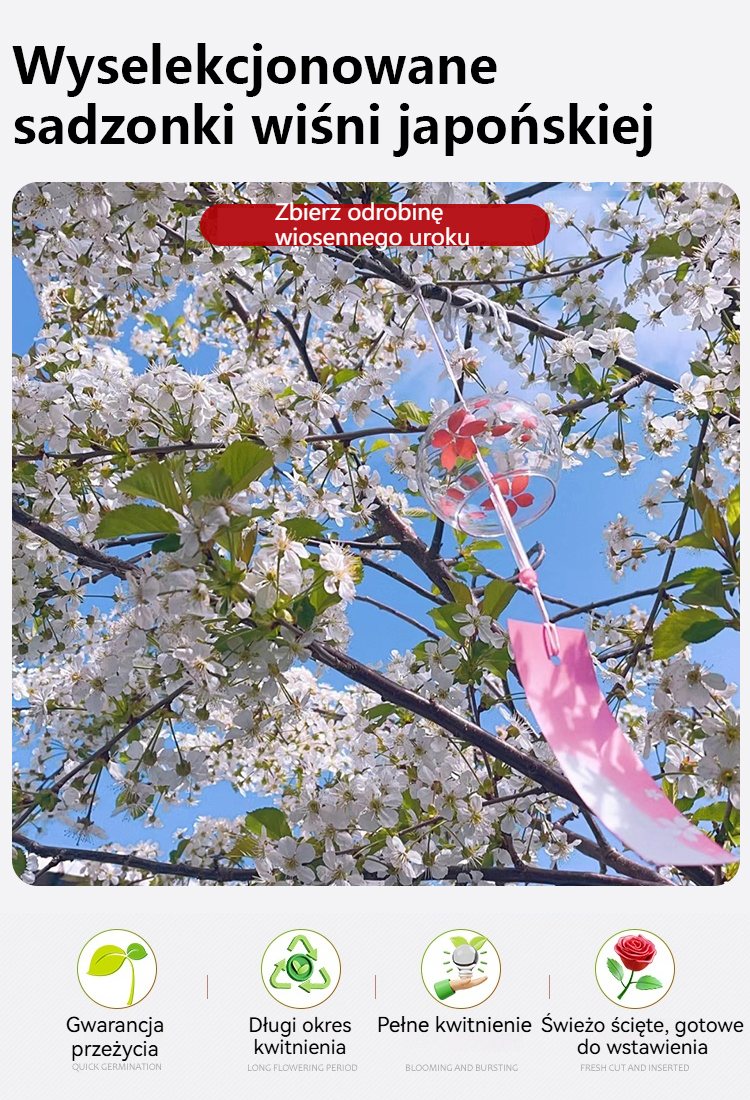 Wyselekcjonowane sadzonki wiśni japońskiej