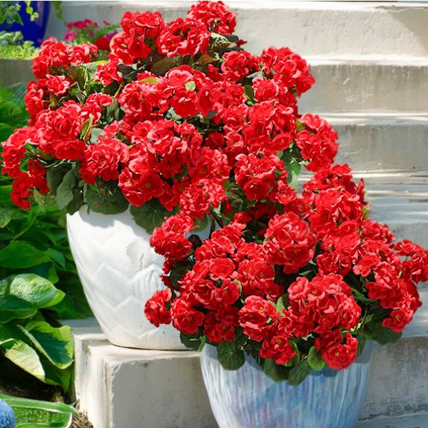 🌸 Lush, UV-Resistant Artificial Geraniums – Real Look, No Maintenance! 🌞🏡💐