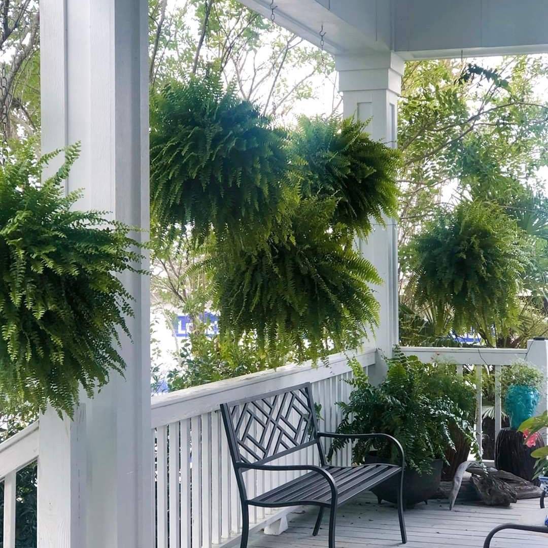 🔥 $9.98 On Sale Only Today 🌱 UV-Resistant Lifelike Artificial Boston Fern