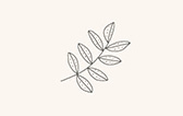 Leaf icon
