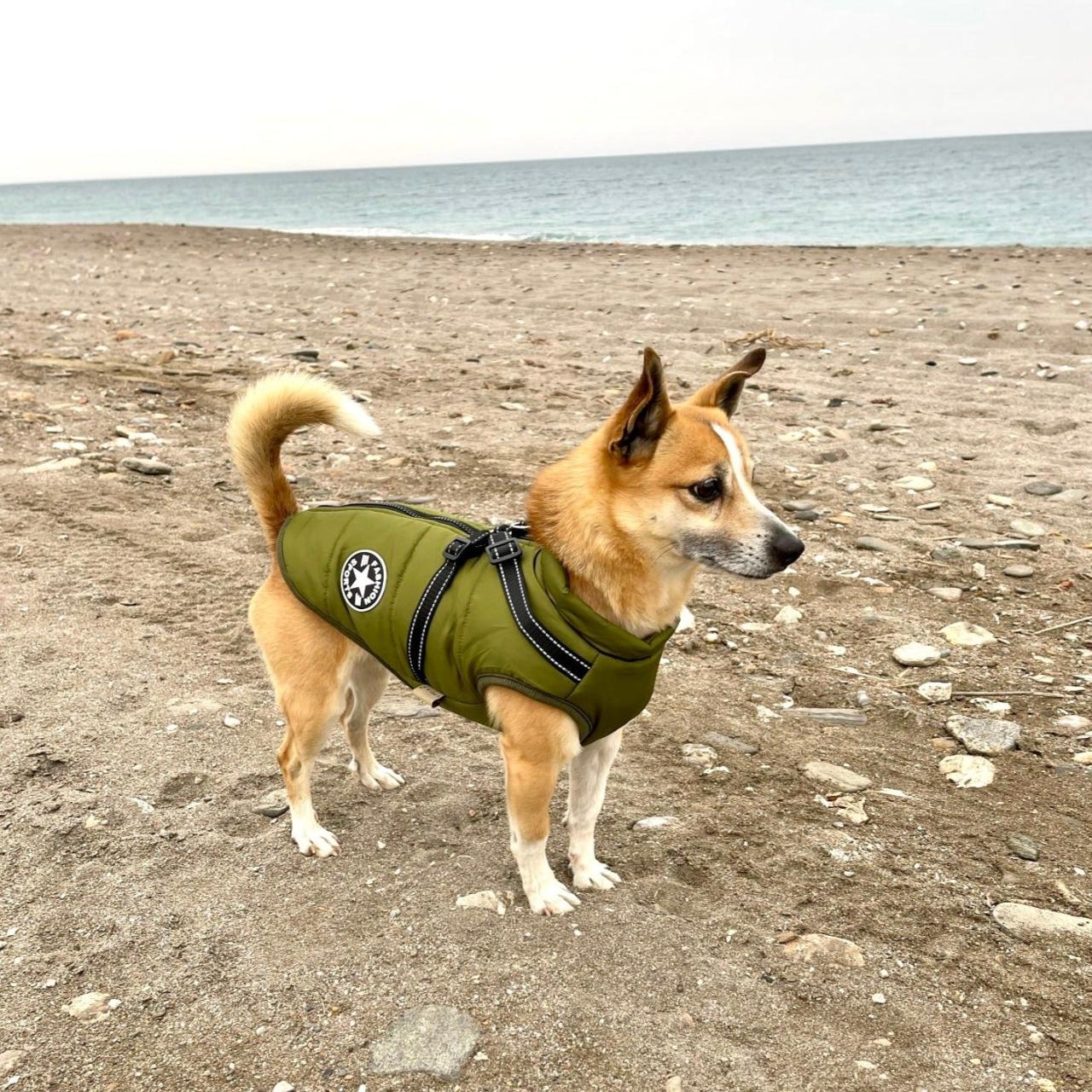 DoggyKings 3 in 1 Jacket