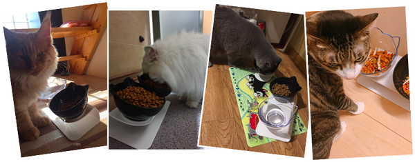 PurrBowl™ Orthopedic Anti-Vomiting Cat Feeder