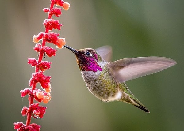 Wooden Hummingbird House-Gift for Nature Lovers