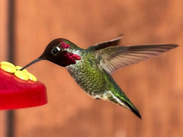 Wooden Hummingbird House-Gift for Nature Lovers