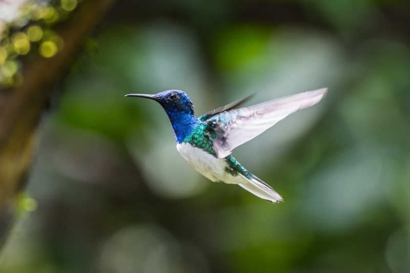 Wooden Hummingbird House-Gift for Nature Lovers