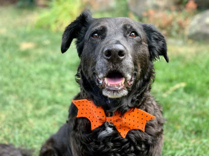 Halloween Dog Bow Tie Dog Bow Ties Bat Dog Bow Ties/ Pet Bow Tie