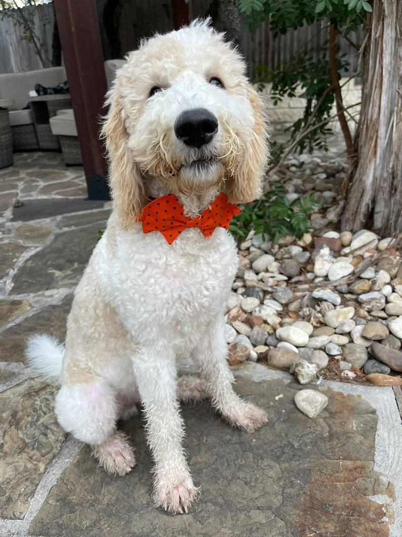 Halloween Dog Bow Tie Dog Bow Ties Bat Dog Bow Ties/ Pet Bow Tie