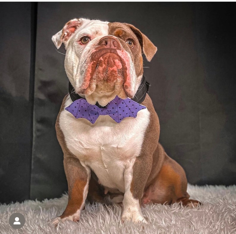 Halloween Dog Bow Tie Dog Bow Ties Bat Dog Bow Ties/ Pet Bow Tie