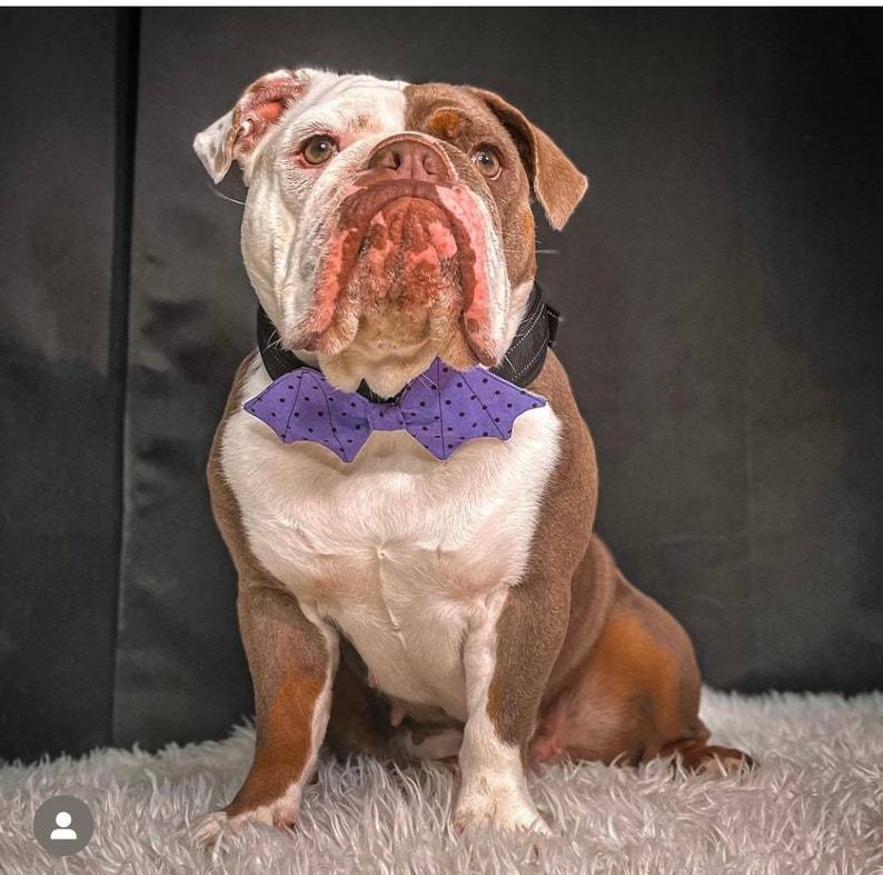 Halloween Dog Bow Tie Dog Bow Ties Bat Dog Bow Ties/ Pet Bow Tie