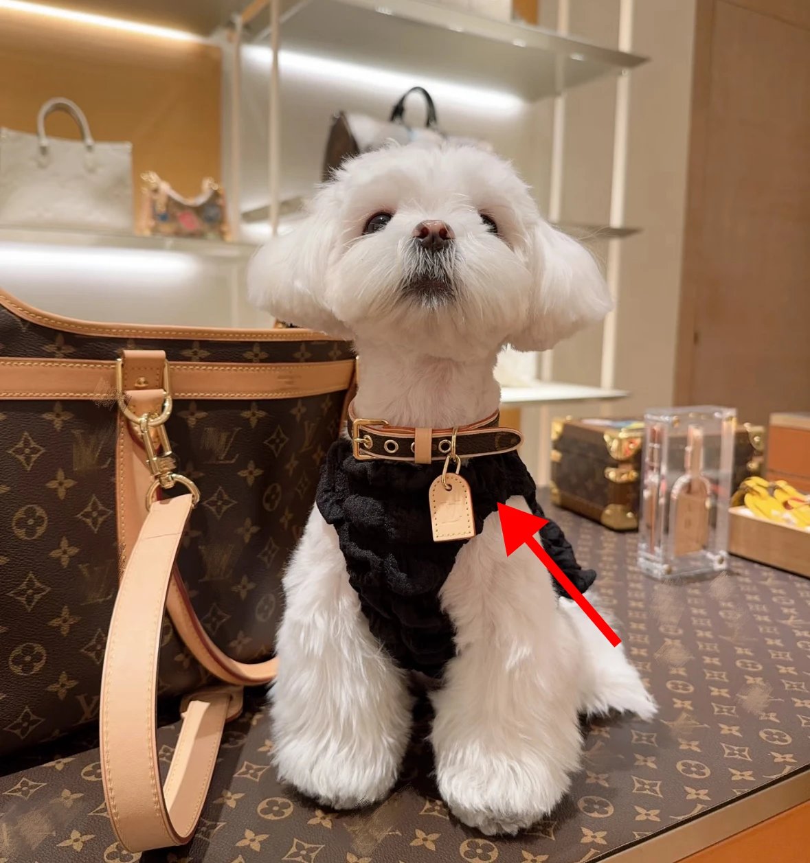 Item ID 8382 Pet preference circle -“ Adjustable traction rope ” Imported presbyopi