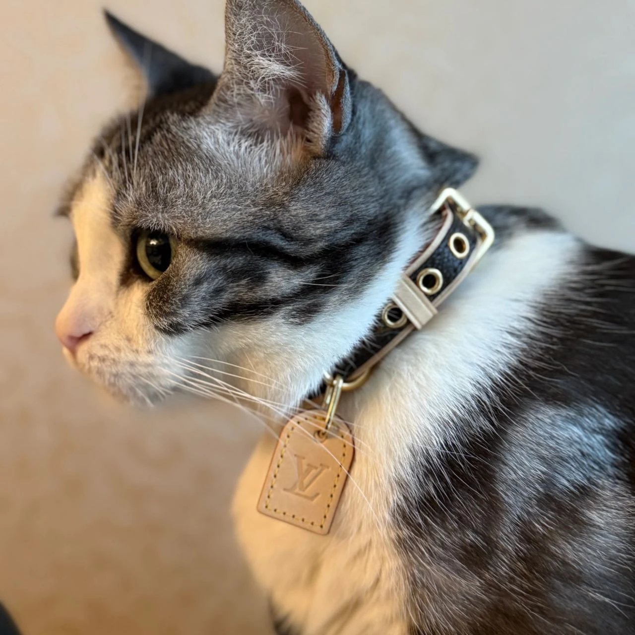 Item ID 8382 Pet preference circle -“ Adjustable traction rope ” Imported presbyopi