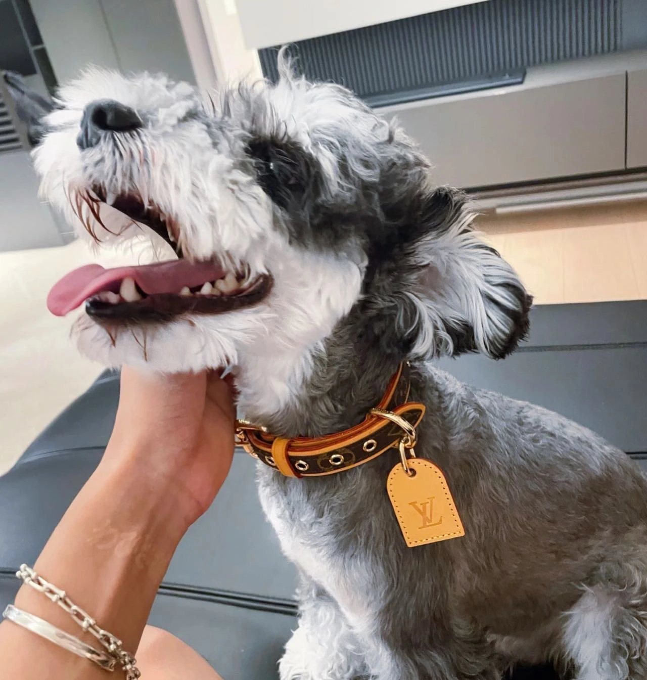 Item ID 8382 Pet preference circle -“ Adjustable traction rope ” Imported presbyopi