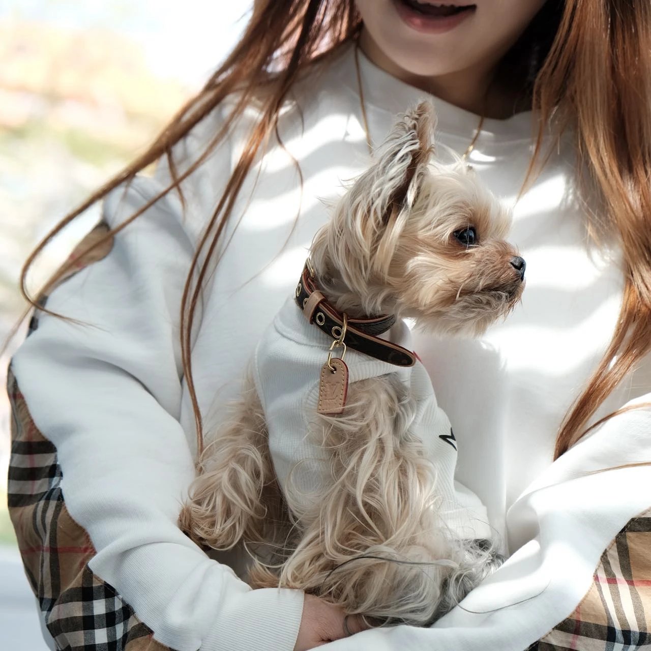 Item ID 8382 Pet preference circle -“ Adjustable traction rope ” Imported presbyopi