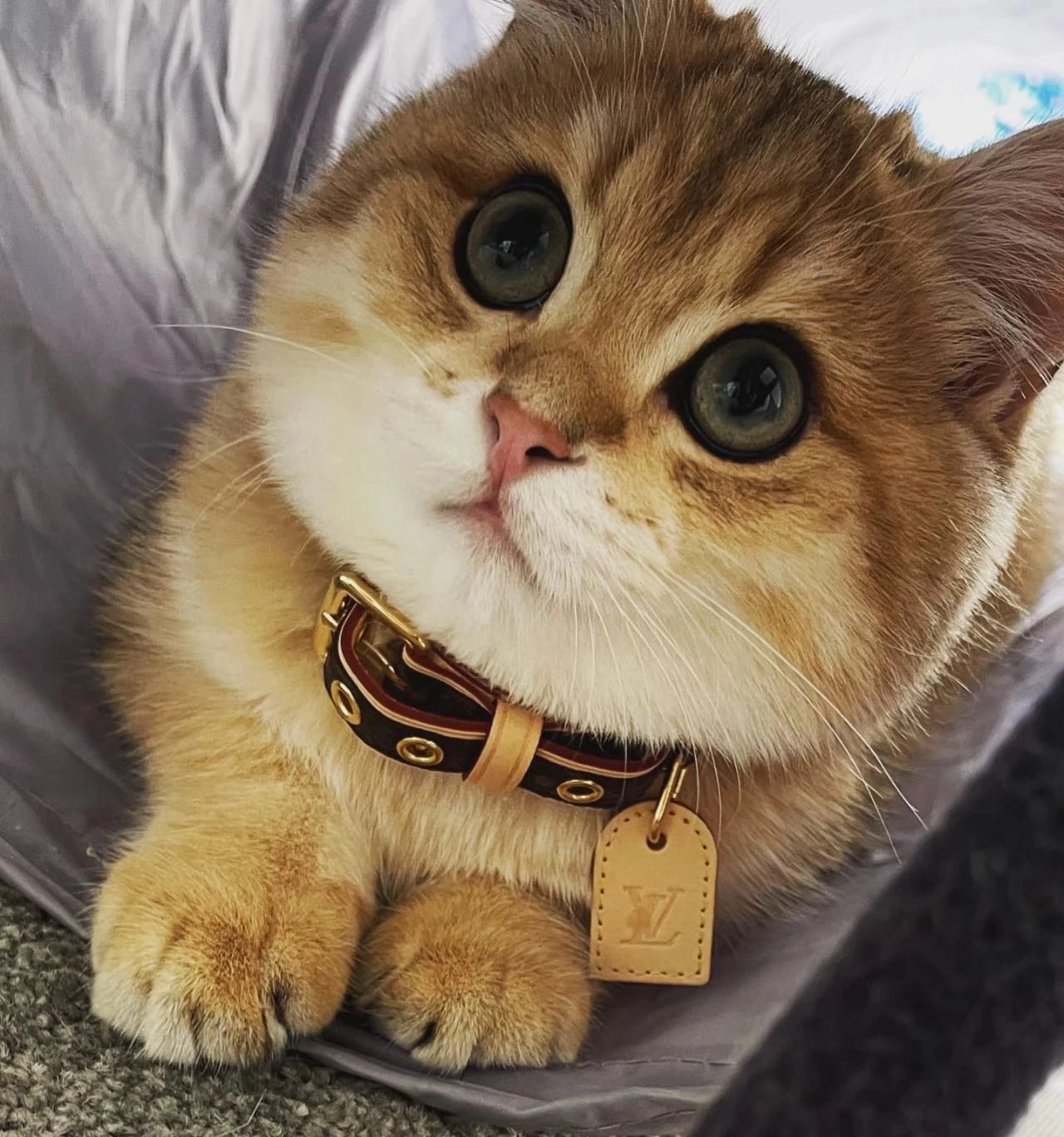 Item ID 8382 Pet preference circle -“ Adjustable traction rope ” Imported presbyopi