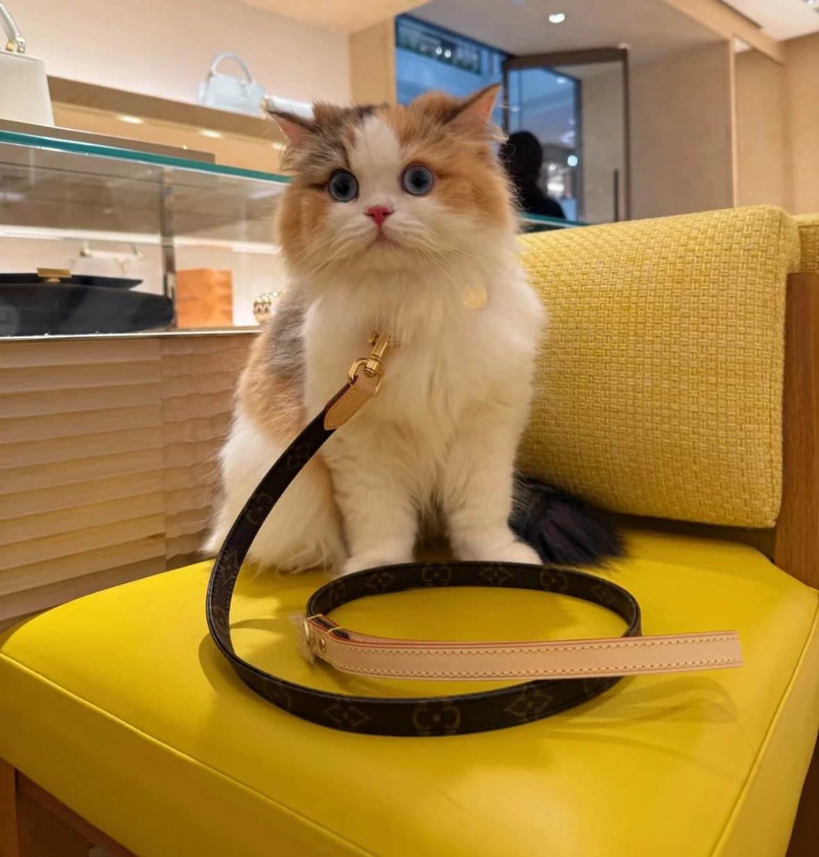 Item ID 8382 Pet preference circle -“ Adjustable traction rope ” Imported presbyopi