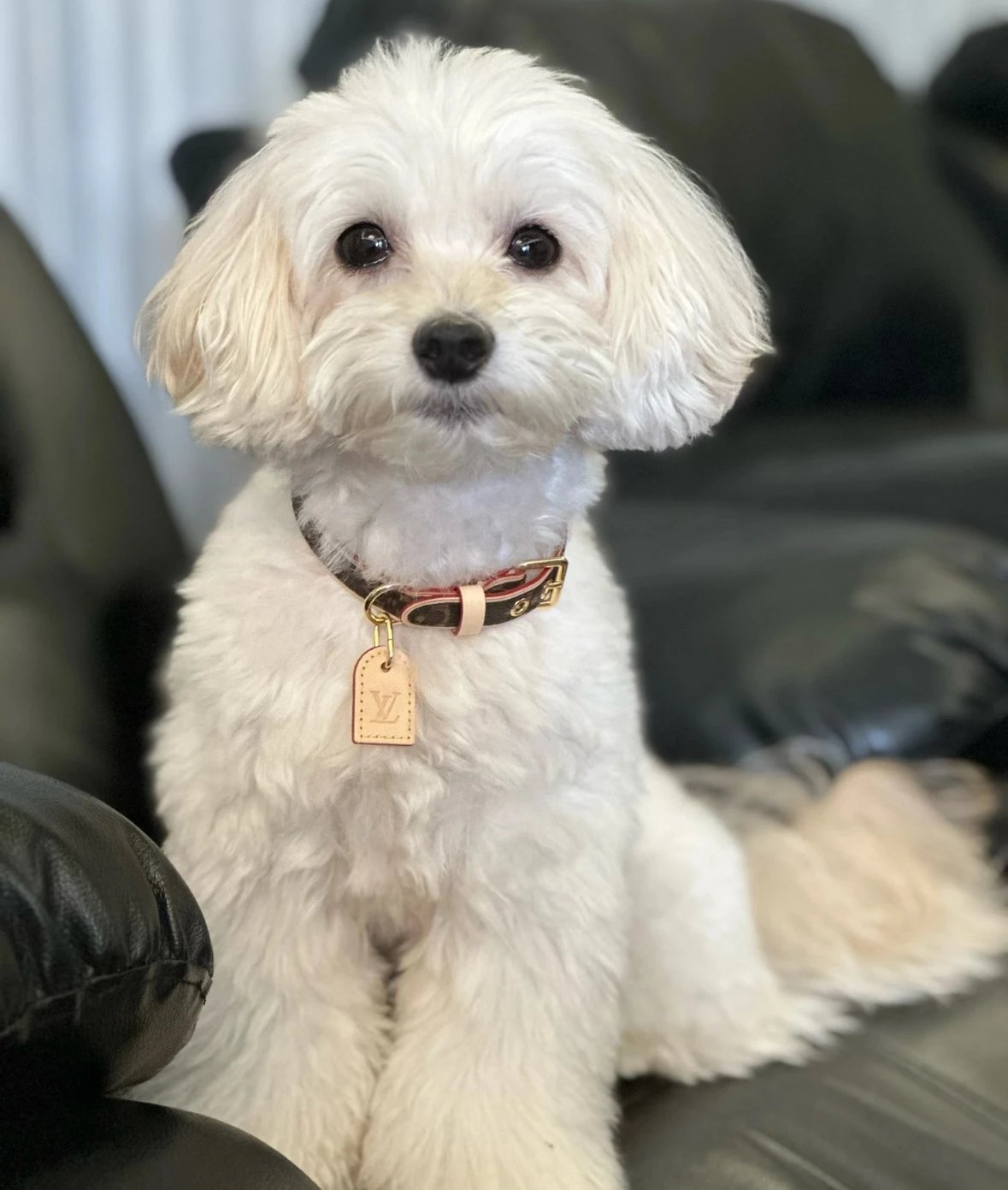 Item ID 8382 Pet preference circle -“ Adjustable traction rope ” Imported presbyopi