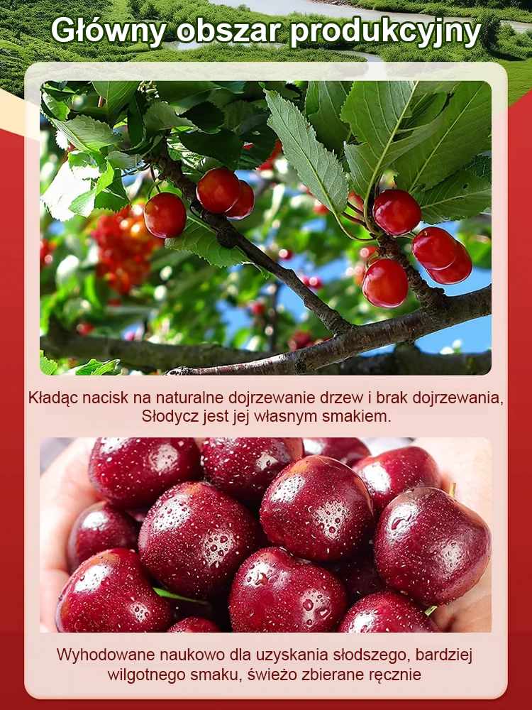 ✨ Zupełnie nowa, odporna na zimno i suszę odmiana wiśni! ❄️🌵🚫🐛 Tylko 1 rok wzrostu → Nieograniczone zbiory wiśni! 🍒🌱💥