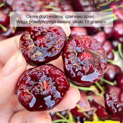 ✨ Zupełnie nowa, odporna na zimno i suszę odmiana wiśni! ❄️🌵🚫🐛 Tylko 1 rok wzrostu → Nieograniczone zbiory wiśni! 🍒🌱💥