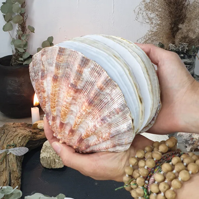 🌊Ocean Shell Diary