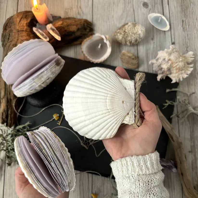 🌊Ocean Shell Diary