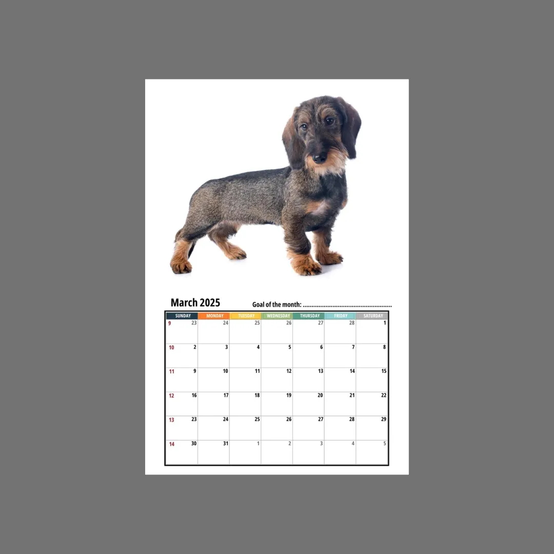 🦴🐶2025 Dachshund Wall Calendar